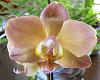 Phal. Mistral's Sunrise Flame 'Mendenhall'-mistralsunriseflame2-jpg