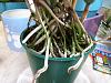 Question about Epidendrum Orchid's Roots and repotting-img_9523-jpg