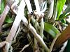 Question about Epidendrum Orchid's Roots and repotting-img_9526-jpg