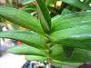 Question about Epidendrum Orchid's Roots and repotting-img_9530-jpg