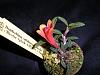 My first Dendrobium cuthbertsonii!-053-jpg