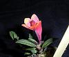 My first Dendrobium cuthbertsonii!-054-jpg