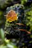 Lepanthes telipogoniflora-7736_sxi_rlopezb_webres-jpg