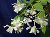 Dendrobium Aussie Chip-img_20120420_122110-jpg