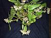 Dendrobium Aussie Chip-p4210235-jpg