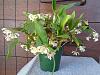Dendrobium Aussie Chip-img_20120422_141657-jpg
