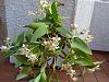Dendrobium Aussie Chip-img_20120422_141533-jpg