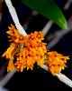 dendrobium bullenianum-img_4371-jpg