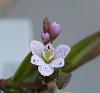 Epidendrum fimbriatum-epidendrum-fimbriatum-clsup-jpg