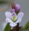 Epidendrum fimbriatum-epidendrum-fimbriatum-clsup-2-jpg