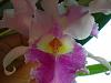 cattleya-dscn6844-jpg