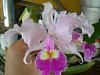 cattleya-dscn6840-jpg