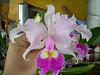 cattleya-dscn6839-jpg