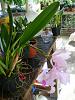 cattleya-dscn6842-jpg