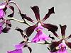 Encyclia Gail Nakagaki x Encyclia bractescens-encyclia-gail-nakagaki-encyclia-bractescens-jpg