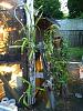 My Orbit Misting System-outside-orchids-mist-jpg