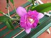 What on earth has happened to this orchid?-rlc-island-charm-jerome-schultz-jpg