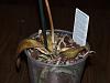 Phalaenopsis fallen leaves-dscf4252-jpg