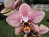 I know it's a hybrid, but any ideas?-dscf2096-jpgcopy-jpg