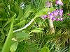 Prime Agra works great for tall Dendrobiums-dendrobiumkeikis-jpg