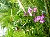 Prime Agra works great for tall Dendrobiums-dendrobiums-jpg