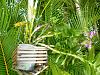 Prime Agra works great for tall Dendrobiums-leaningdendrobium-jpg