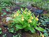 Cypripedium parviflorum-garden-woods-2012-296-1-jpg