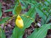 Cypripedium parviflorum-garden-woods-2012-298-1-jpg