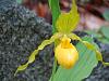 Cypripedium parviflorum-garden-woods-2012-302-1-jpg