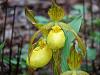 Cypripedium parviflorum-garden-woods-2012-303-1-jpg