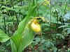 Cypripedium parviflorum-garden-woods-2012-346-1-jpg