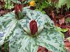 Cypripedium parviflorum-garden-woods-2012-345-1-jpg