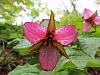 Cypripedium parviflorum-garden-woods-2012-362-1-jpg