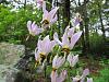 Cypripedium parviflorum-garden-woods-2012-325-1-jpg