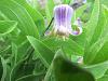 Cypripedium parviflorum-garden-woods-2012-323-1-jpg