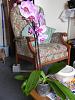 new orchid-dscn0247-jpg
