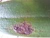Cattleya: virus, bacteria or sun burn on leaves?-20120517_073236-copy-jpg