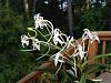 My Neofinetia falcata bloomed!-imageuploadedbytapatalk1337306459-466623-jpg