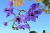 Possibly The World's Smallest Vanda coerulea?-vanda-coerulea-clone-bought-farm-jpg