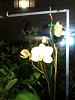 Phalaenopsis Blooming since January!-img_0784-jpg