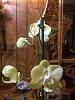 Phalaenopsis Blooming since January!-img_0787-jpg
