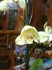 Phalaenopsis Blooming since January!-img_0788-jpg