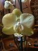 Phalaenopsis Blooming since January!-img_0789-jpg