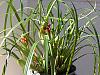 Maxillaria tenuifolia-maxillaria-tenuifolia3-jpg