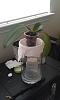 Continued problems with root rot on phal after repotting-imag0139-jpg