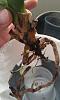 Continued problems with root rot on phal after repotting-imag0143-jpg