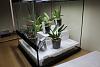 My Orchid Terrarium Progress-img_1223-jpg