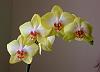 Can a 1-spike phal become a 2- or 3- spike phal?-dscn0981a-jpg