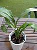 Zygopetalum Louisendorf-imageuploadedbytapatalk1338200931-507409-jpg