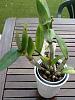 Zygopetalum Louisendorf-imageuploadedbytapatalk1338200971-906222-jpg